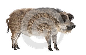 Mangalitsa or curly-hair hog