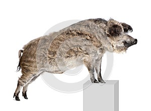 Mangalitsa or curly-hair hog standing