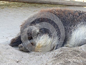 Mangalitsa pig lying in a sandy-colored enclosure, surrounded by lush green grass in the background