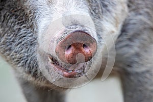 Mangalitsa pig`s snout