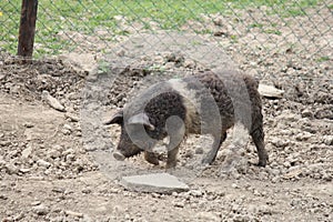 A mangalitsa pig is walking in a dry field closeup