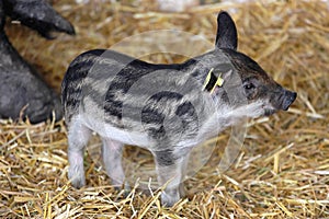 Mangalitsa piglet