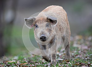 Mangalitsa piglet walking on meadow