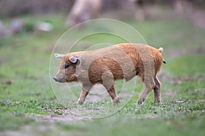 Mangalitsa piglet walking on meadow