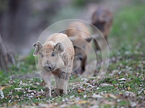 Mangalitsa piglets walking on meadow