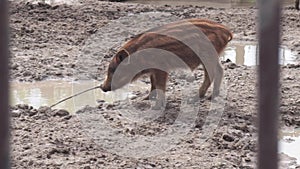 Mangalitsa piglets walking in the mud on the farm