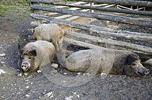 The mangalitsa pigs