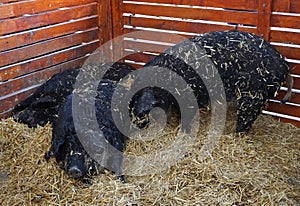 Mangalitsa pigs in the hutch