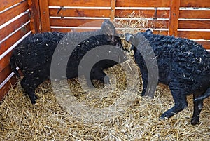 Mangalitsa pigs in the hutch