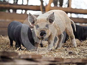 Mangalitsa pigs in a pigsty