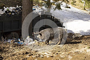 Mangalitsky, mangalitsa breed pig and a garbage truck