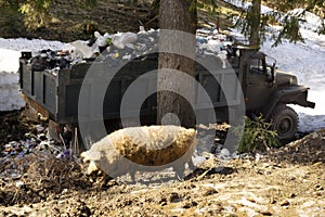 Mangalitsky, mangalitsa breed pig and a garbage truck photo