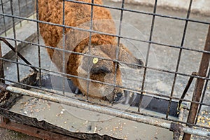 Mangalitza pig eating