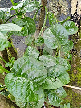 Mangalore spinach green
