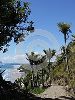 Mangawhai cliff walk: nikau trees coast view