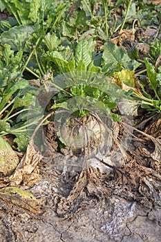 Oder wachsend landwirtschaftlich. rübe rübe rübe oder der Ursprung aus an 