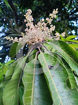 Manggo flower In the morning vibes