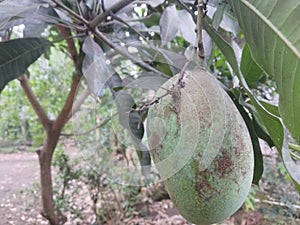 manggo fruit