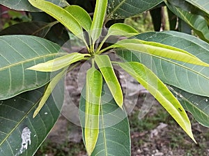 Manggo leaves in front of garden house