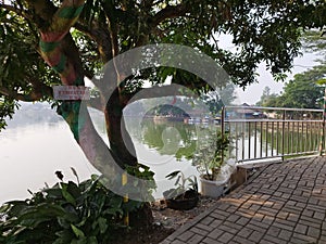 Manggo tree near water lake