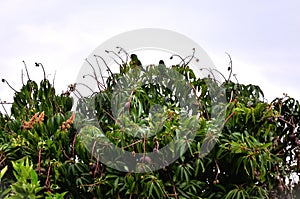 Mangifera indica with fruits growing and Pionus maximiliani birds on top of the tree photo