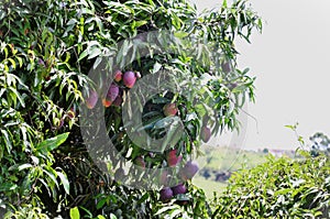 Mangifera indica fruits ripening in the backyard photo