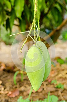 Mangifera Indica mango.