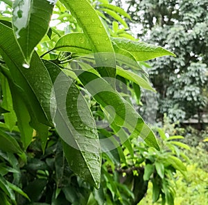 Mangifera indica, mango tree, with green leaves covered with waterdrop
