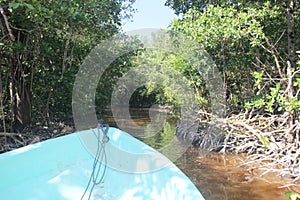 Manglar de agua rojiza en lancha photo