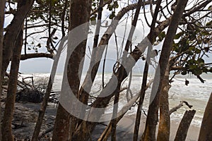 Manglar plants and trunks near to seashore at colombian beach photo