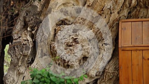 Mangled, Overgrown Tree