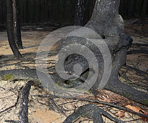 Mangled tree trunk in North Carolina