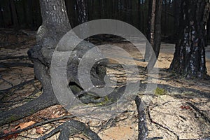Mangled tree trunk and roots