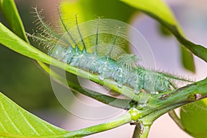 Mango Baron caterpillar