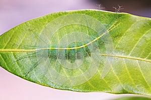 Mango Baron caterpillar