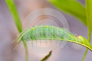 Mango Baron caterpillar