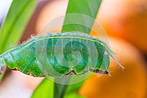 Mango Baron caterpillar photo