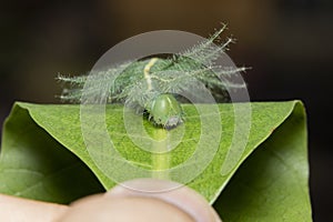 Mango Baron CaterpillarEuthalia aconthea closeup face