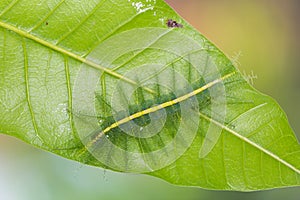 Mango Baron Euthalia aconthea caterpillar