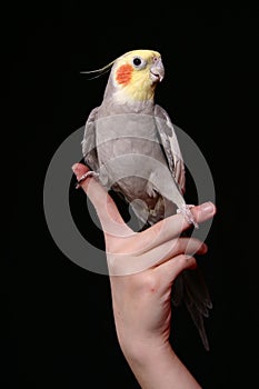 Mango Bird