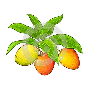 Mango Branch Colored Detailed Illustration