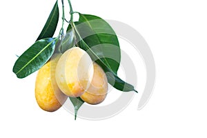 Mango Chid, a tropical fruit of Thailand. Fruit with white background. Sweet Yellow Marian Plum. Plango