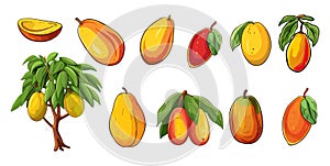 Mango clipart. Fresh mangoes on tree and branches, tropical exotic fruits set. Ripe fruit for cakes, cocktails and