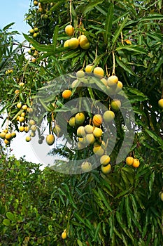 Mango crop