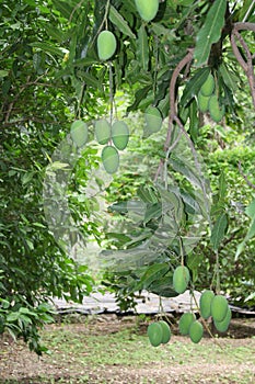 Mango cultivation and harvest