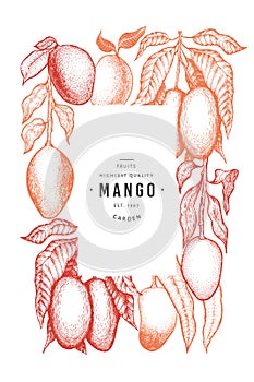 Mango design template. Hand drawn vector tropic fruit illustration. Engraved style fruit. Vintage exotic food banner