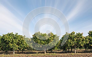 Mango field,mango farm blue sky background.