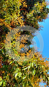 Mango flower blossom, Aam ka Manzar. inflorescence and immature fruits of an \'Alphonso\' mango tree.