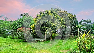 Mango flower blossom, inflorescence and immature fruits of an `Alphonso` mango tree.