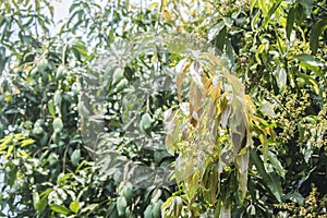 Mango flower and blurred Green Mango on the tree